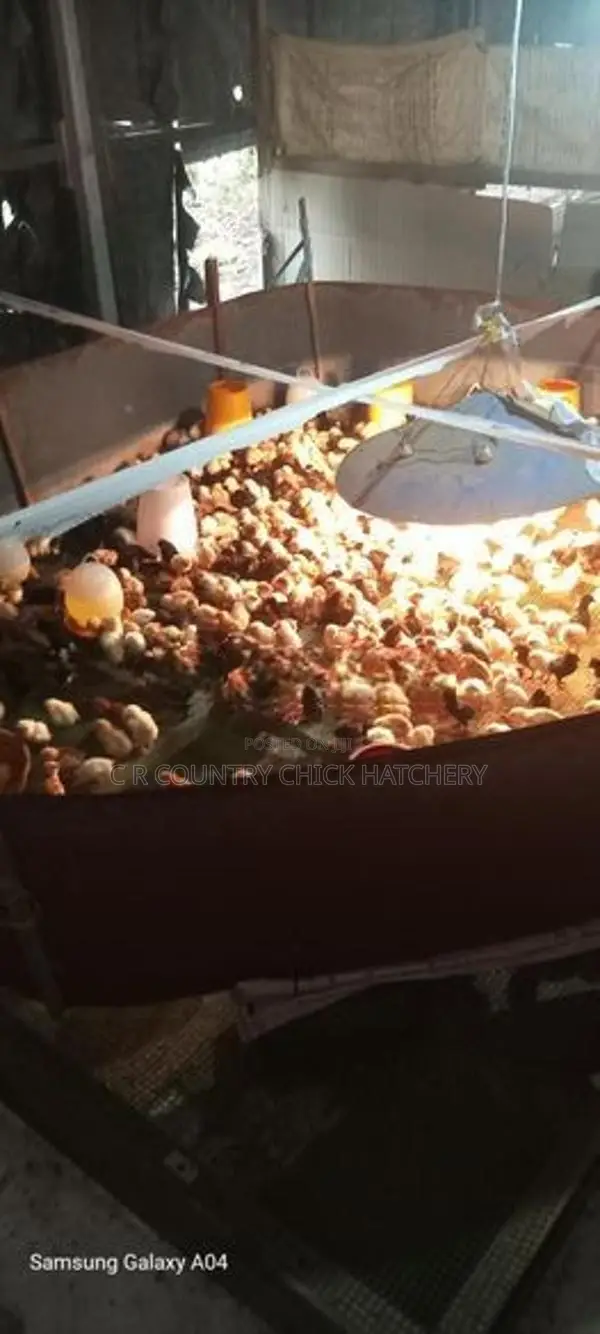 முட்டை கோழி குஞ்சு