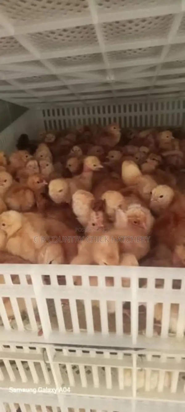 முட்டை கோழி குஞ்சு