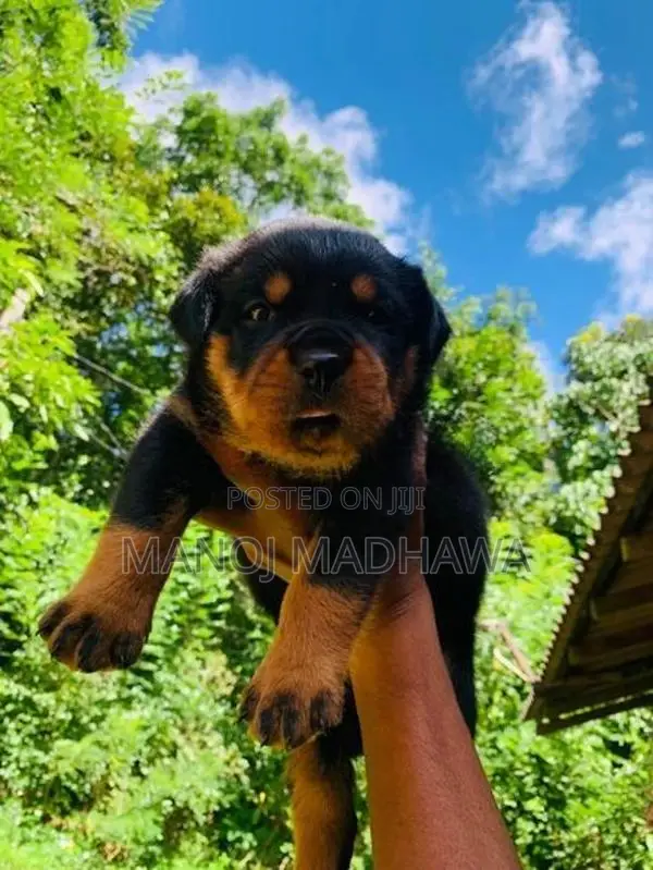 Rottweiler puppies