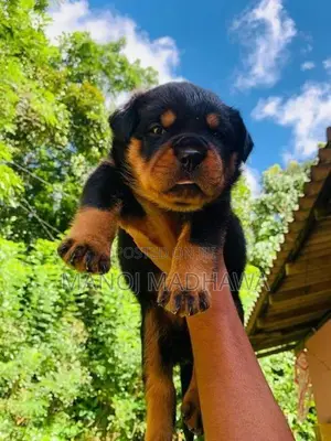 Rottweiler puppies