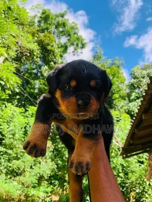 Rottweiler puppies
