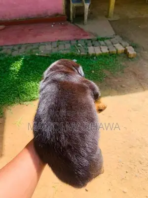 Rottweiler puppies