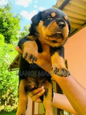 Rottweiler puppies