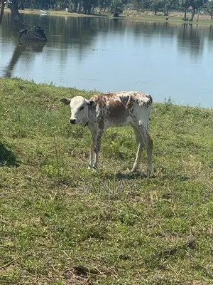Cow with Calf