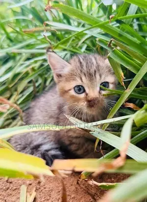 Persian Kittens