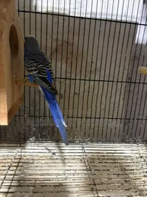 Love Birds