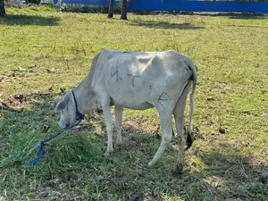 Cow with Calf