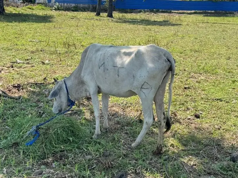 Cow with Calf
