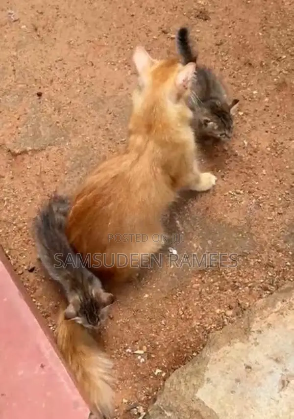 Persian Kittens