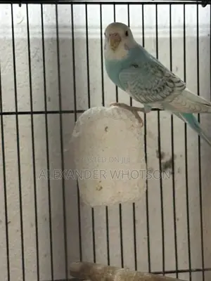 Love Birds