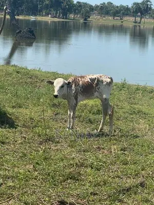 Cow with Calf