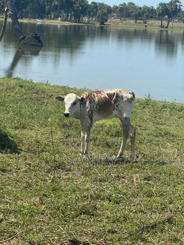 Cow with Calf