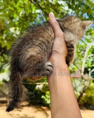 Persian Kittens
