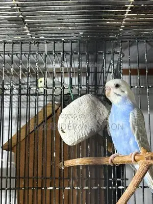 Love Birds