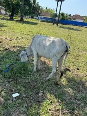 Cow with Calf