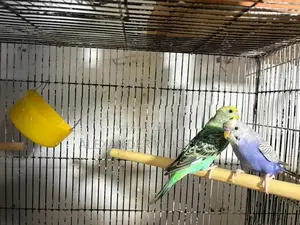 Love Birds