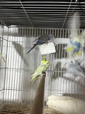 Love Birds