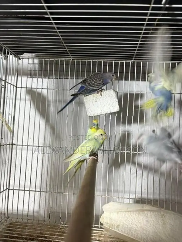 Love Birds