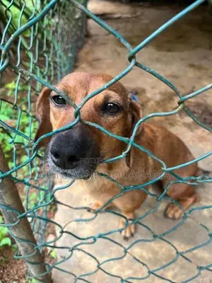 Dachshund Female Dog