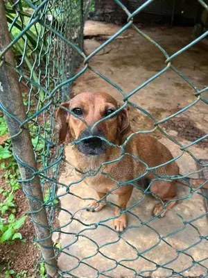 Dachshund Female Dog