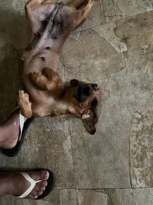 Dachshund Female Dog