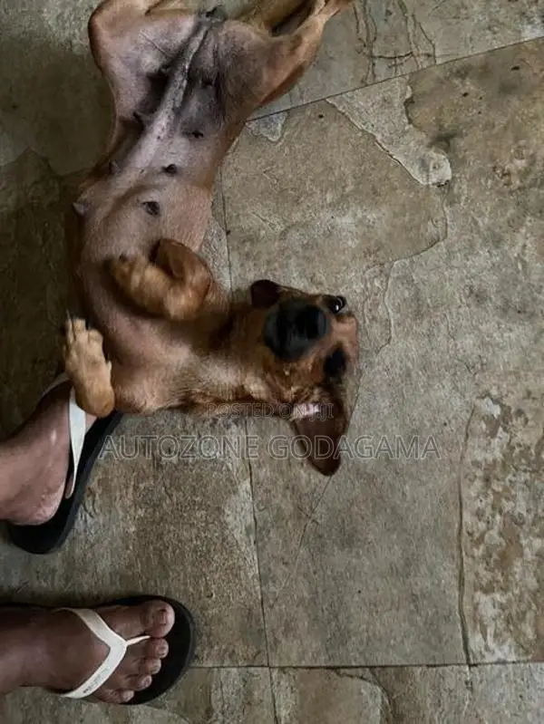 Dachshund Female Dog