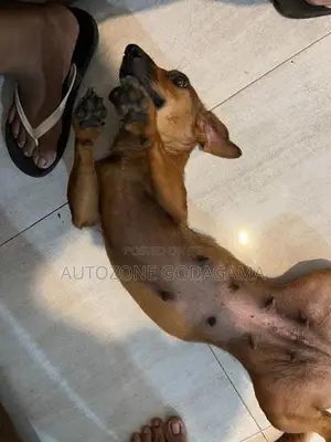 Dachshund Female Dog