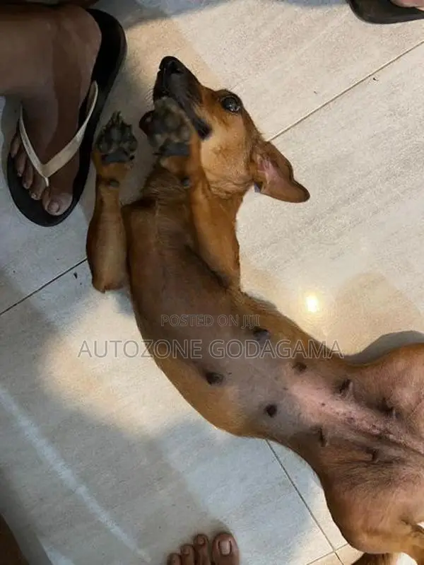 Dachshund Female Dog