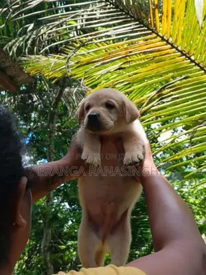 Labrador