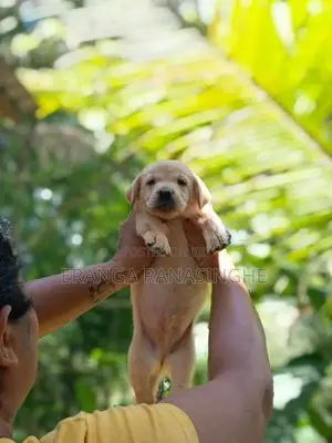 Labrador