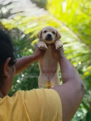 Labrador