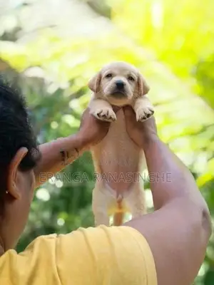 Labrador