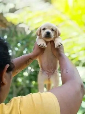 Labrador