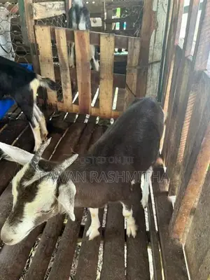 එළුවන්
