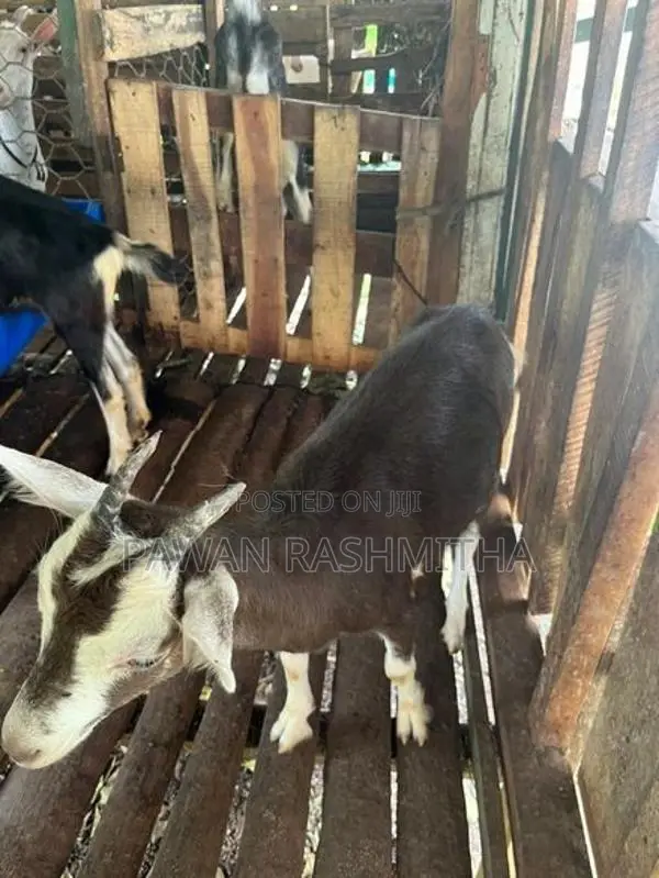 එළුවන්