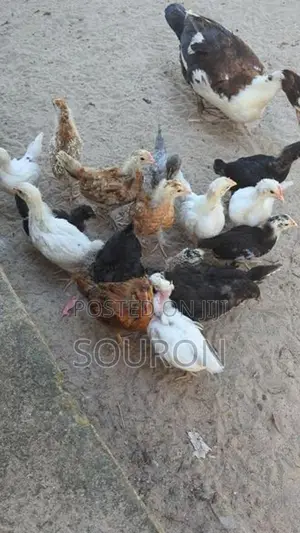 களுவாஞ்சிகுடி 550