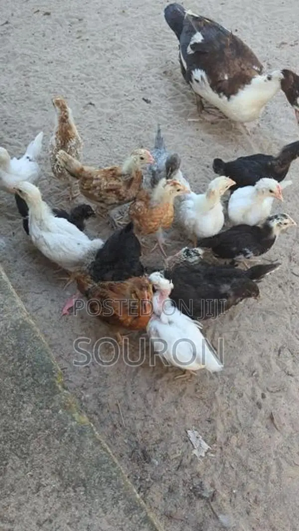 களுவாஞ்சிகுடி 550