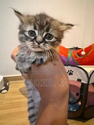 Persian Mix Turkish Angora