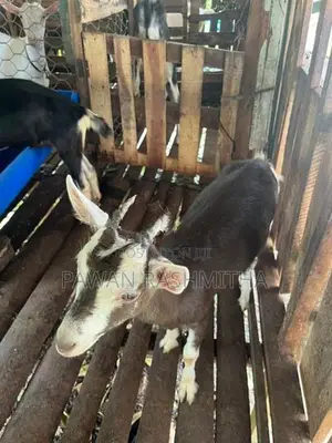 එළුවන්