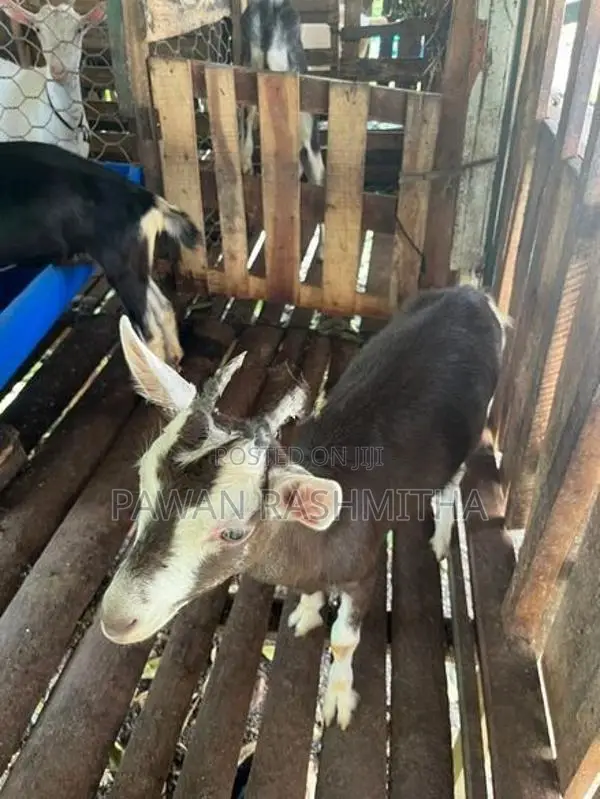 එළුවන්