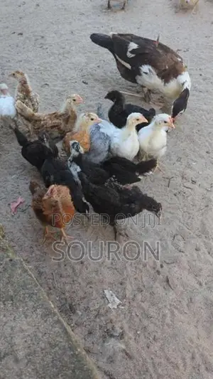 களுவாஞ்சிகுடி 550