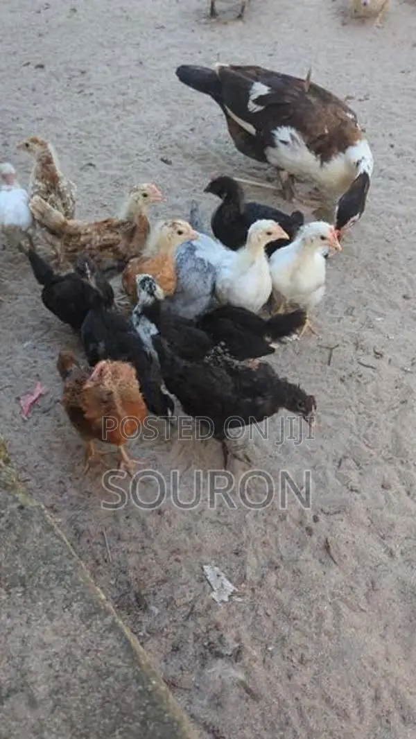 களுவாஞ்சிகுடி 550
