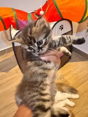 Persian Mix Turkish Angora