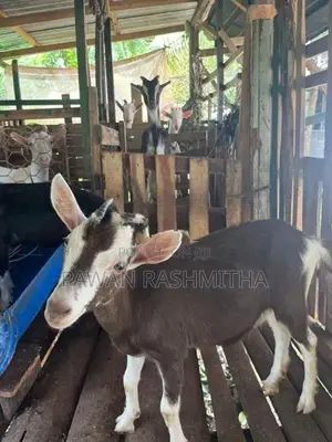 එළුවන්