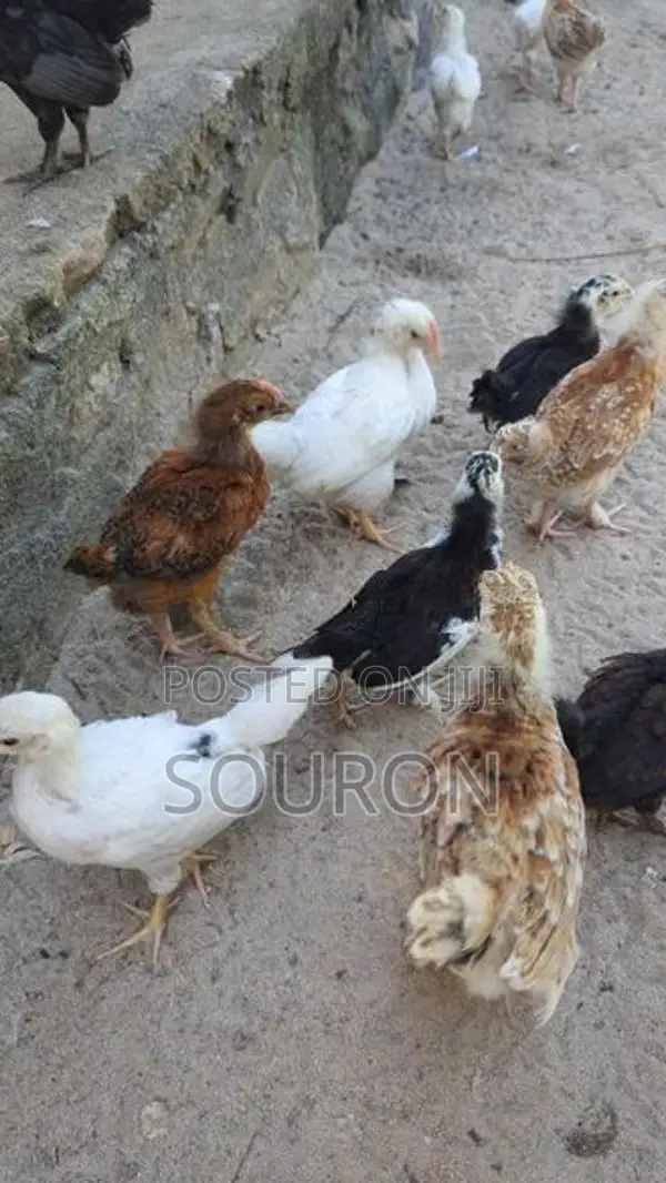 களுவாஞ்சிகுடி 550