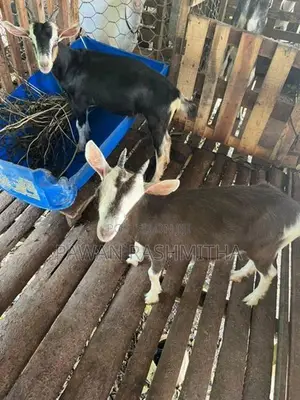 එළුවන්