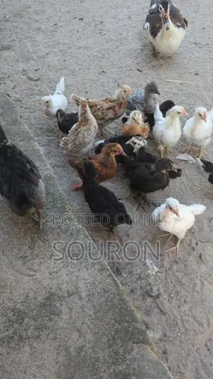 களுவாஞ்சிகுடி 550