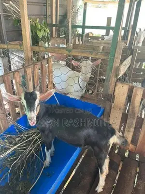 එළුවන්