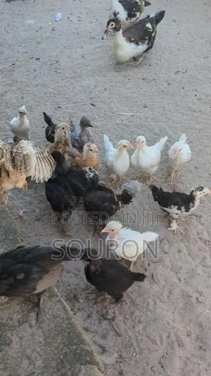 களுவாஞ்சிகுடி 550