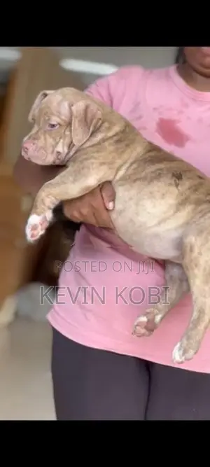 American Bully Puppies